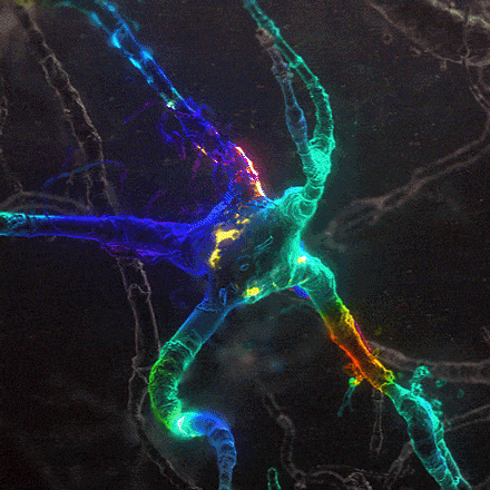 Neurociencia y experiencia de fe