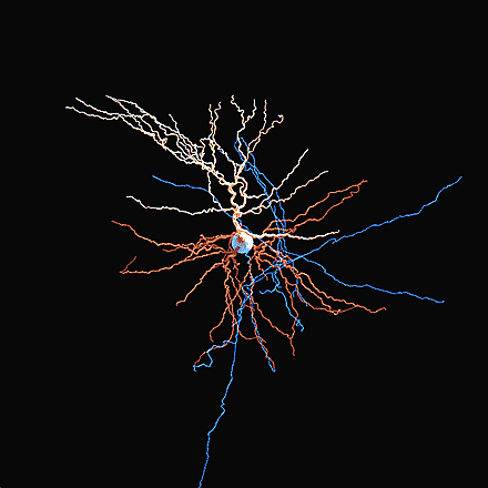 Neurona y geometría ramificada